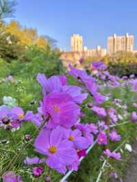 가을 코스모스 구경은 올림픽공원에서🌼