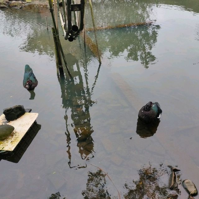 媲美動物園的台灣山豬城