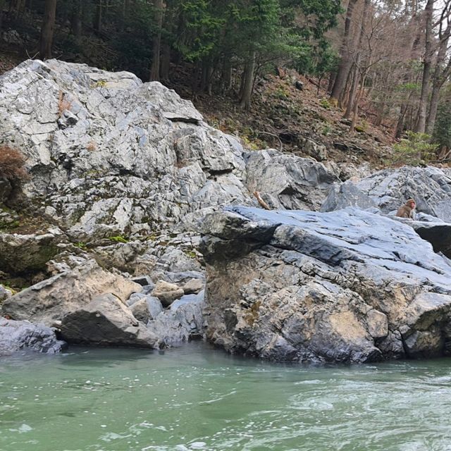 嵐山最在地的體驗【保津川遊船】