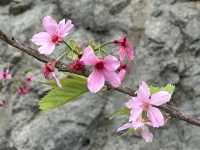 本地遊 | 東涌 | 捉緊櫻花園廣州櫻的尾巴
