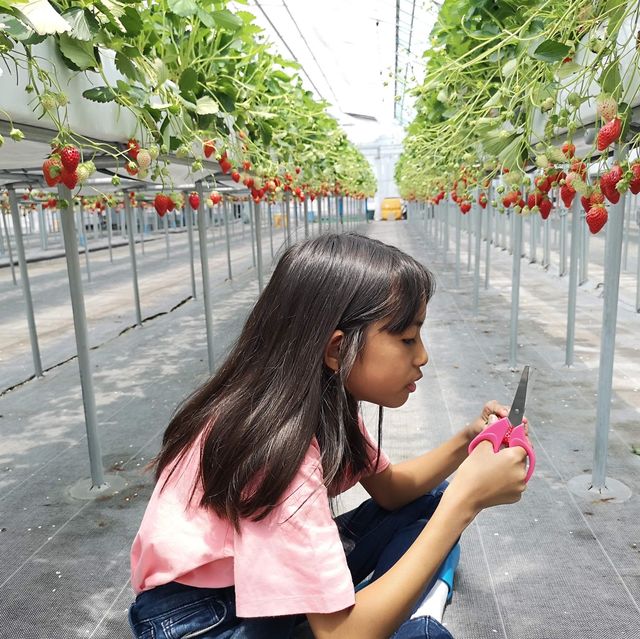 Grandberry Farm Osaka