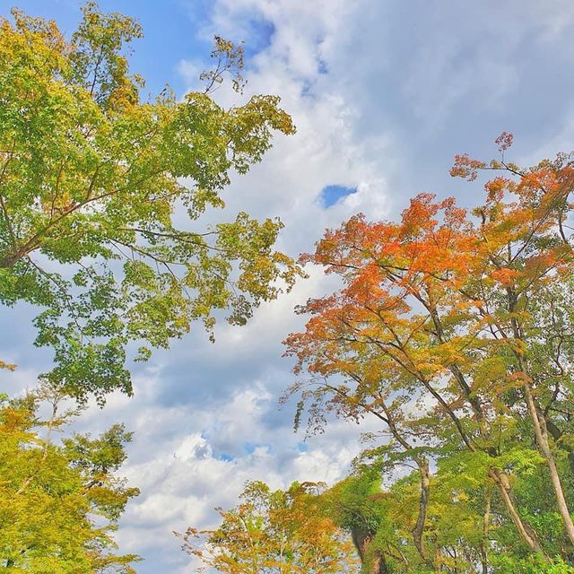 Japan | Kyoto 1 Day trip