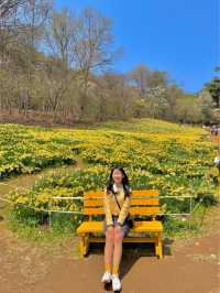 현 시각 벌써 만개했다는 수선화 천국🌼 서산 유기방가옥 💛