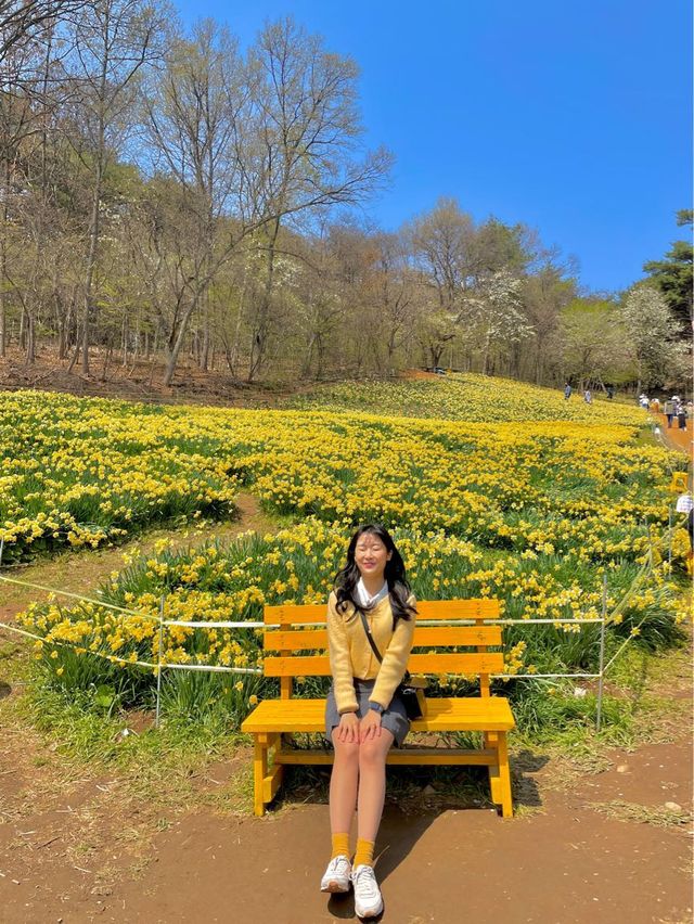 현 시각 벌써 만개했다는 수선화 천국🌼 서산 유기방가옥 💛