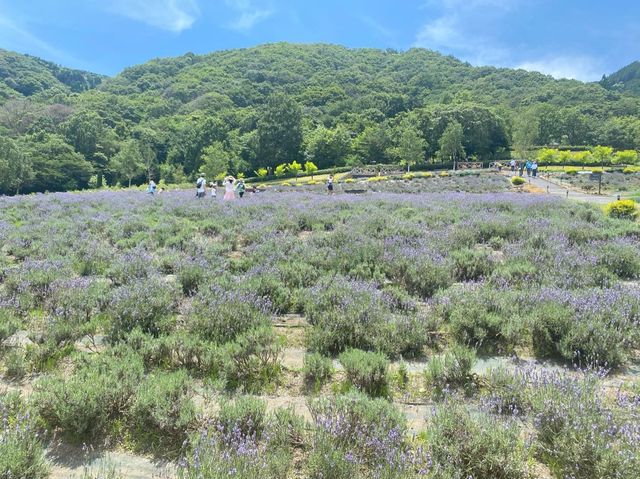 【岡山県】蒜山ハーブガーデンでラベンダー摘み