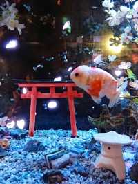 【奈良】金魚のエンターテイメント!