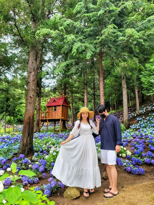 올해도 역대급 수국천국 예정인 보성 숲정원 윤제림🩷