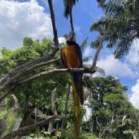 Bali Bird Park