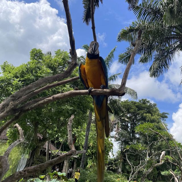 Bali Bird Park