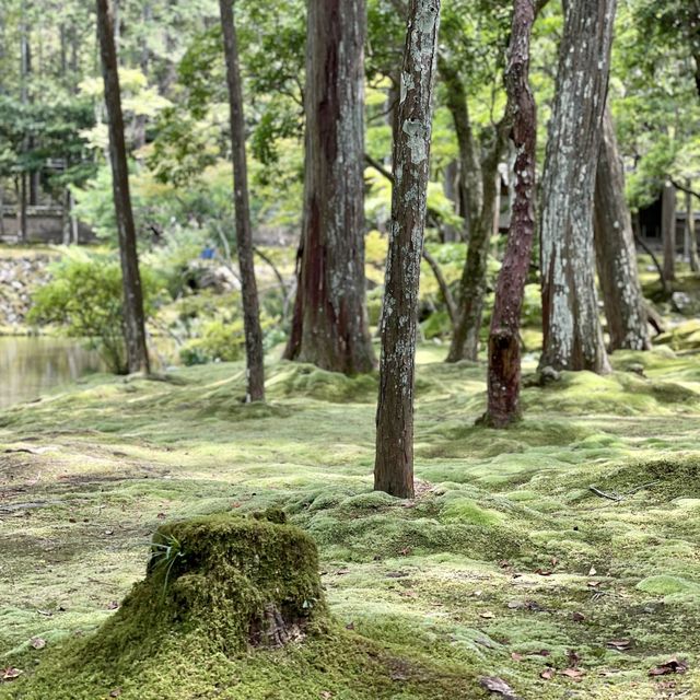 【京都】緑あふれる苔寺「西芳寺」