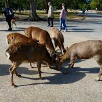 Exploring Nara With Adorable Deers - Nara Park