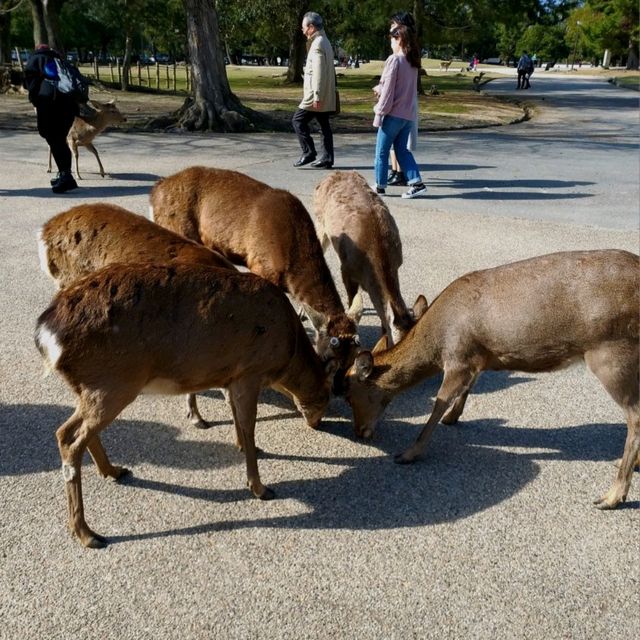 Exploring Nara With Adorable Deers - Nara Park