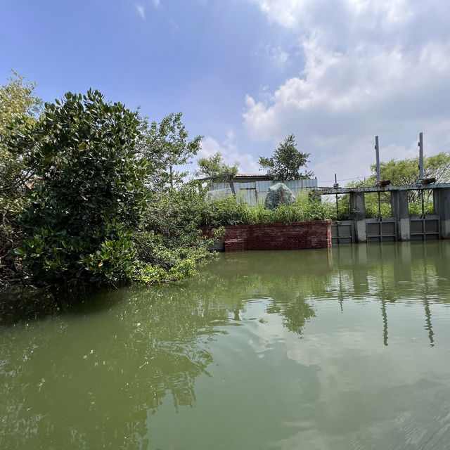 台南四草綠隧道