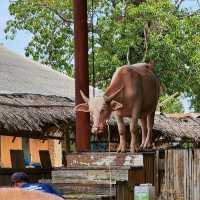 หมู่บ้านอนุรักษ์ควายไทย​ 