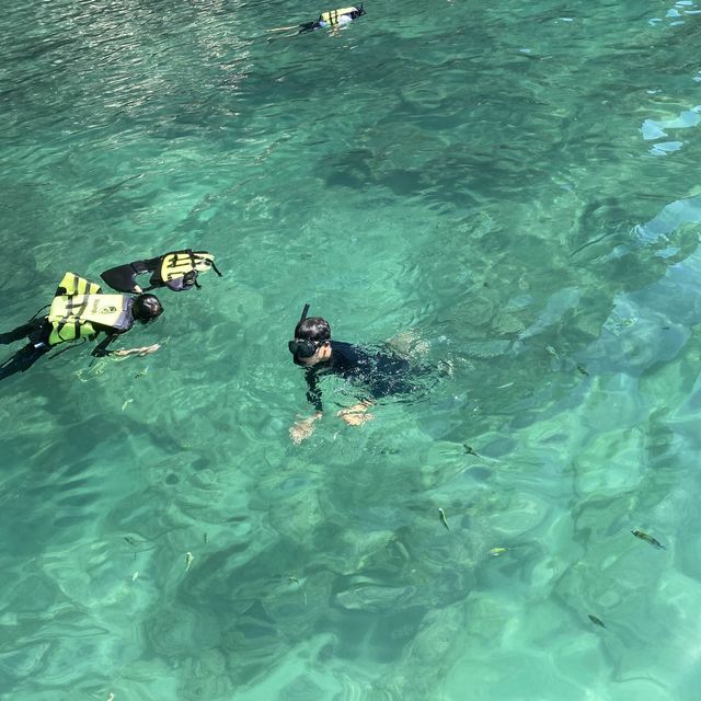 Snorkeling At Chicken Island