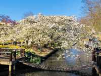 荷蘭🇳🇱盧瑟Lisse·親子好去處🐑🌳庫肯霍夫花園Keukenhof Garden