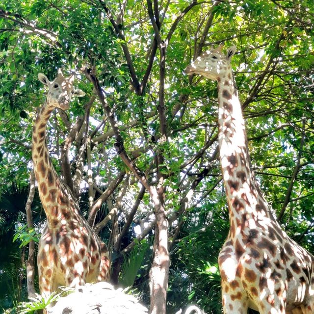 Care for Animals like Noah's did🦒