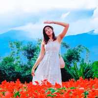 ไปถ่ายรูปกลางทุ่งดอกไม้ ยิ่งยงสวนดอกไม้  ม่อนแจ่ม 