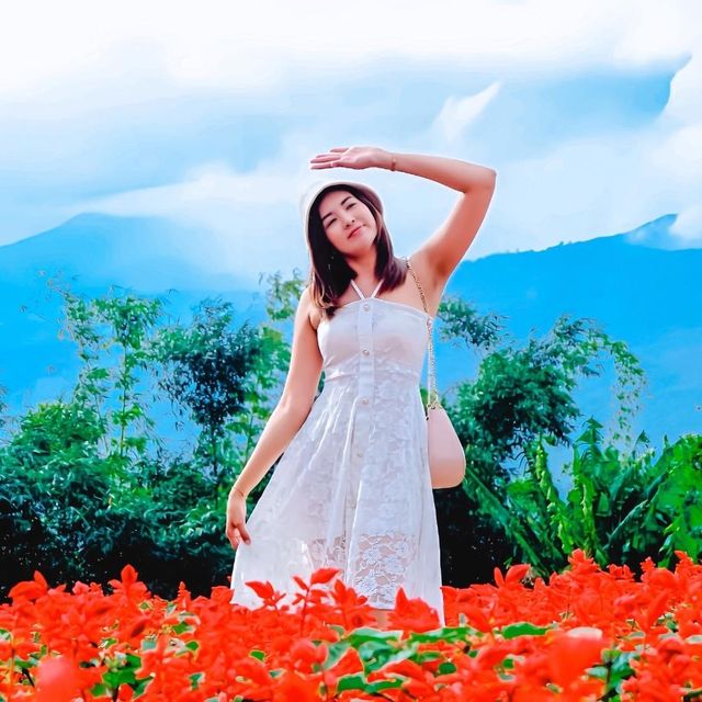 ไปถ่ายรูปกลางทุ่งดอกไม้ ยิ่งยงสวนดอกไม้  ม่อนแจ่ม 