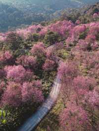 ดอกนางพญาเสือโคร่งสวยมาก 🌸