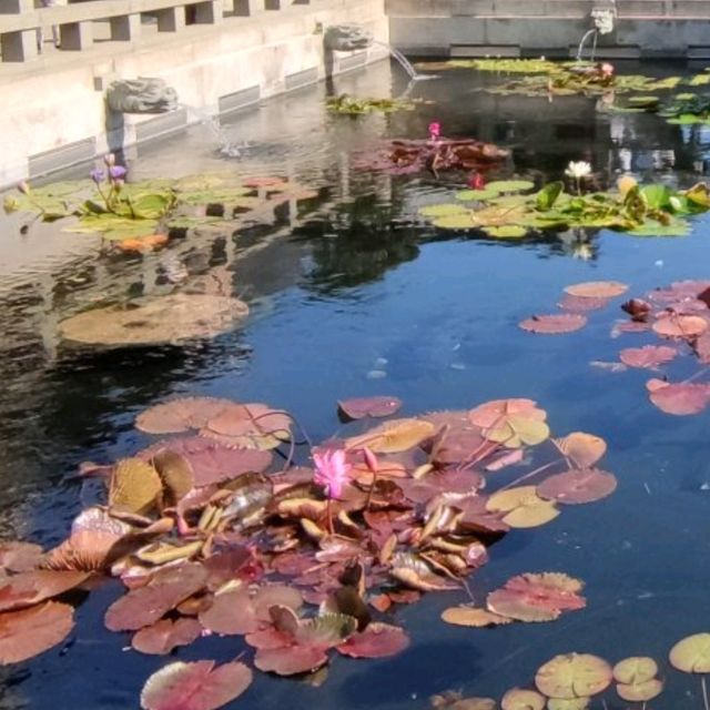 園林之中~山水相依~水隨山轉~南蓮園池