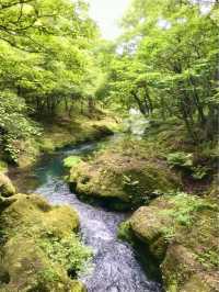 栃木県日光で大自然の中をハイキング【戦場ヶ原】