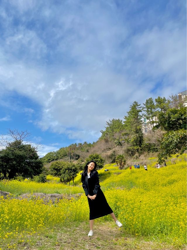 슬슬 들려오는 제주유채꽃 만개 소식🌼 직접 다녀온 제주유채꽃 스팟 공유💛