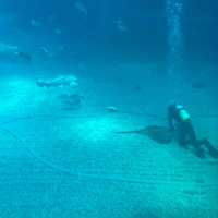 イトマキエイの観察ができるのは世界中探しても海遊館のみ！