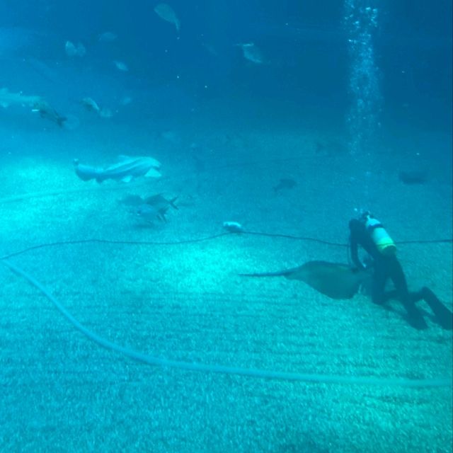 イトマキエイの観察ができるのは世界中探しても海遊館のみ！