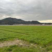 喜歡日本的田園與童真