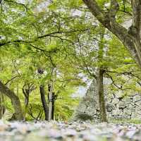津山城（鶴山公園）賞櫻