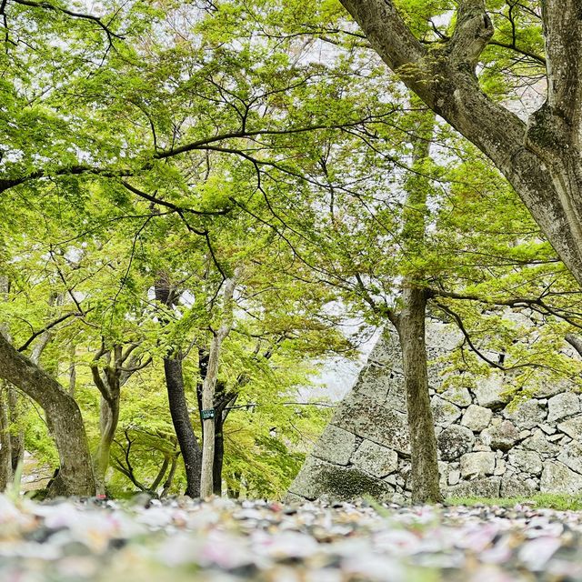 津山城（鶴山公園）賞櫻