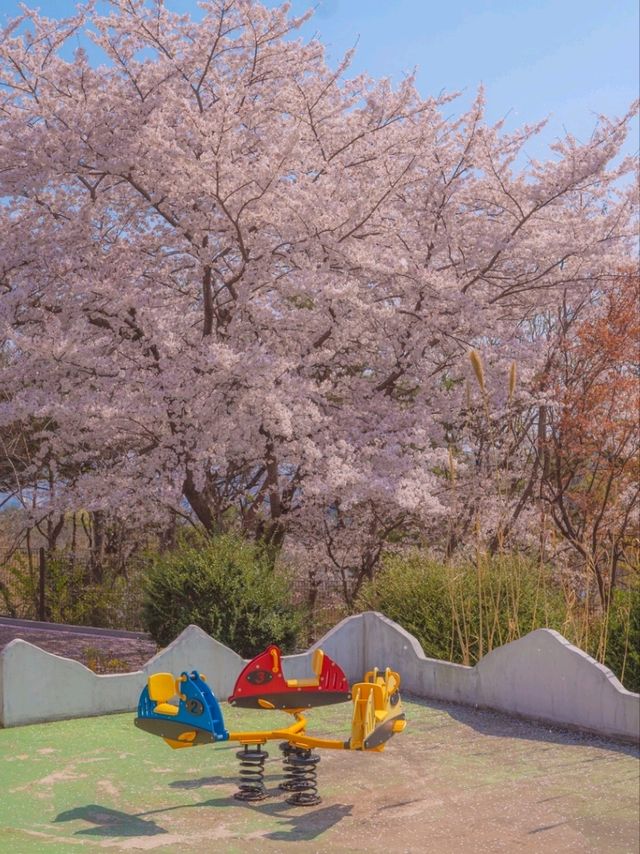 벚꽃터널을 온전히 느낄 수 있는 이곳 "가야랜드"