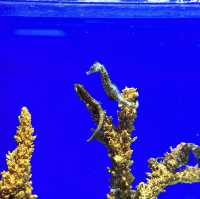 CP值超高的首爾COEX水族館
