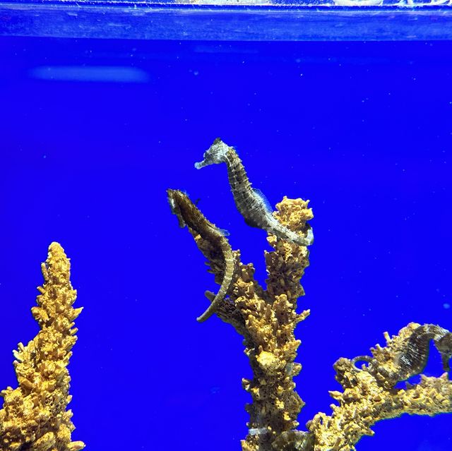 CP值超高的首爾COEX水族館