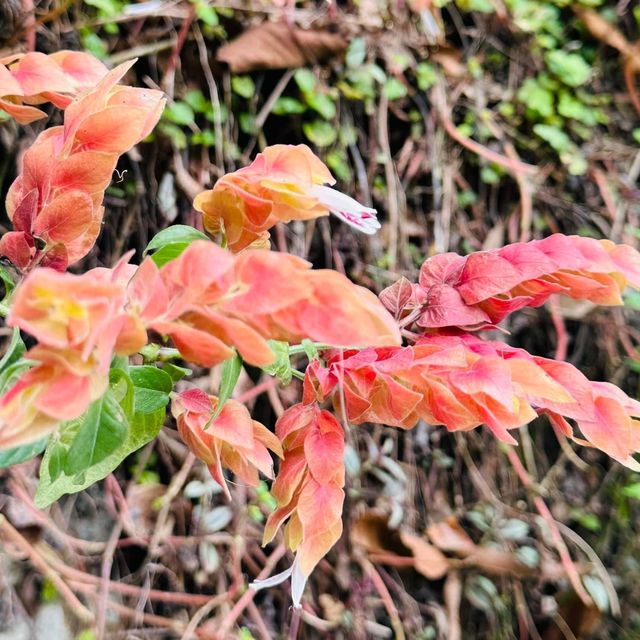 賞花日