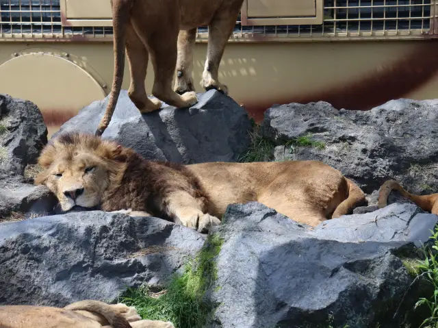 【静岡】日本最大級のサファリパーク！🦁富士サファリパークをご紹介