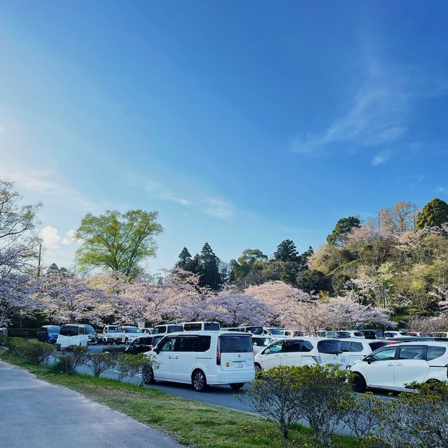 さくら🌸 ฤดูแห่งความน่ารัก