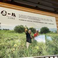 鹿野誠實商店—天然的春ㄧ支