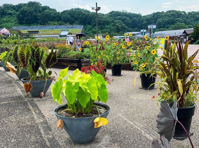 เที่ยวญี่ปุ่น Gifu World Rose Garden 