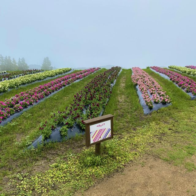 淡路島「あわじ花さじき」駐車場料金だけで入場できる花畑