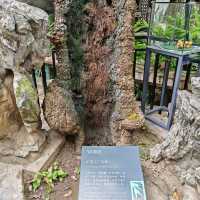 廣東四大名園之春暉園