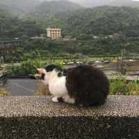 🐱 猴硐貓村😎貓咪天堂 🏞️😺 