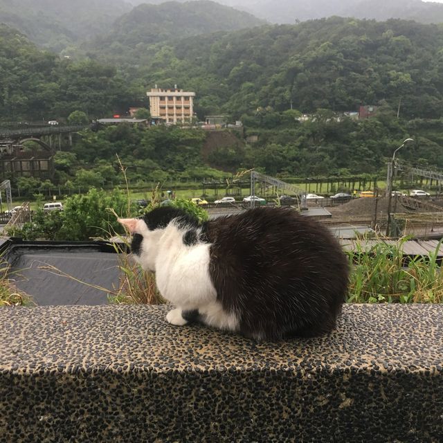 🐱 猴硐貓村😎貓咪天堂 🏞️😺 