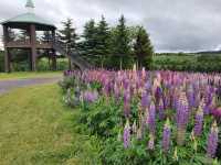 Huge Flower Mountain