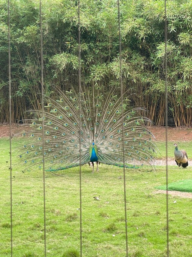 🇨🇳深圳｜親子遊x 深圳野生動物園🌟