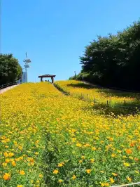 서울 노랑 코스모스하면 여기! 올림픽공원🌼