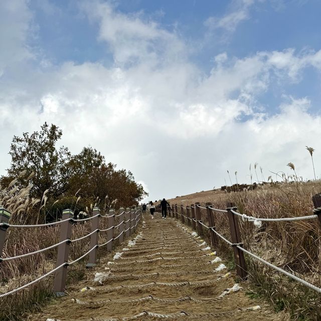 제주 황금억세 가득한 새별오름의 감동샷
