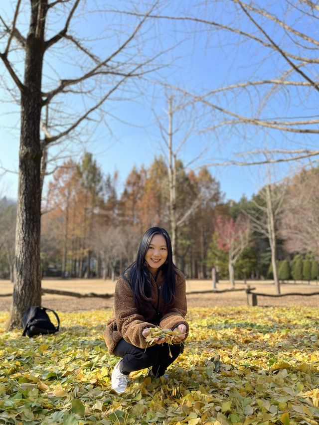 Nami Island Guide in Fall Season