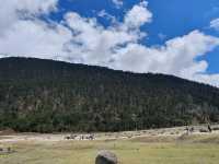 Zero Point & Yumthang Valley